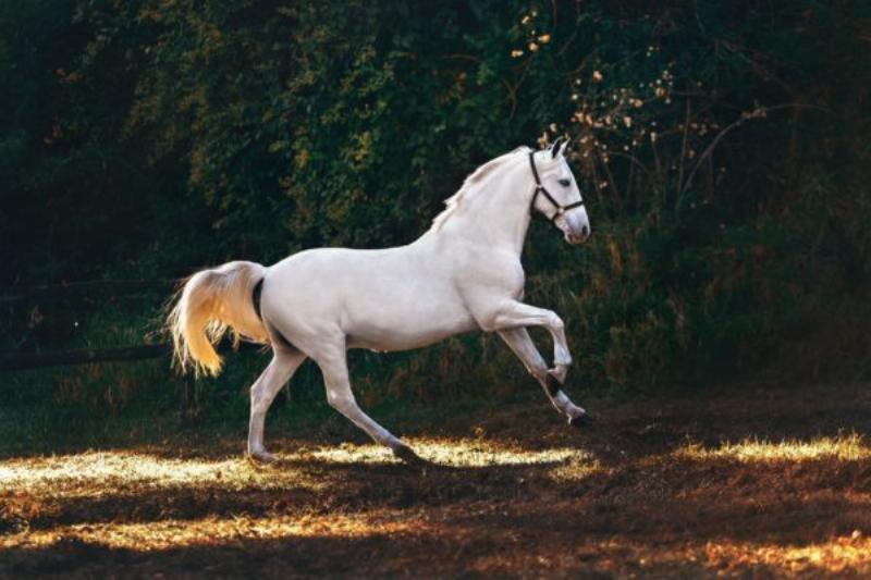 La liberté des chevaux dans la nature, inspirant l'élégance et la poésie de l'écriture équestre française