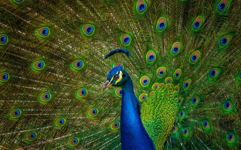 Exposition de la biodiversité et des processus d'évolution au cœur d'un musée des sciences naturelles