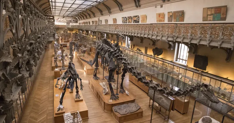 Galerie de paléontologie et de géologie dans un musée des sciences naturelles