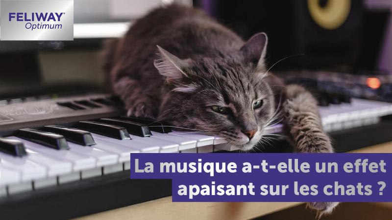 Créer une ambiance zen pour son chat à la maison avec de la musique classique apaisante
