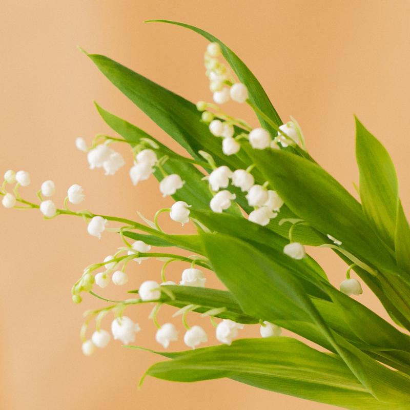 Un petit bouquet de fleurs pour la fête à qui, signe de tradition simple