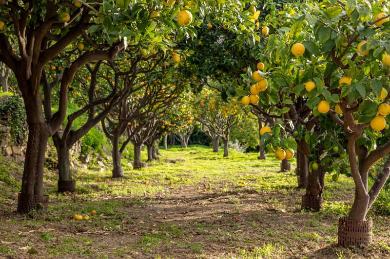 Structures géantes en agrumes lors de la Fête du Citron à Menton, France