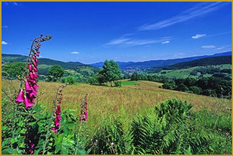 Gastronomie montagnarde de Ventron, avec des produits locaux comme le fromage et les tartes aux myrtilles, illustrant l'art de vivre gourmand