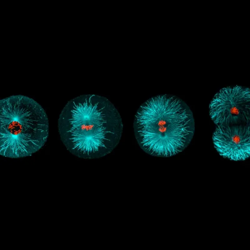 La splendeur retrouvée de Notre-Dame de Paris après la restauration, un prélude au concert d'inauguration
