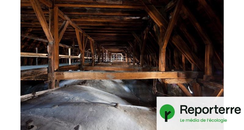 Expert en charpente travaillant sur les poutres en chêne de Notre-Dame