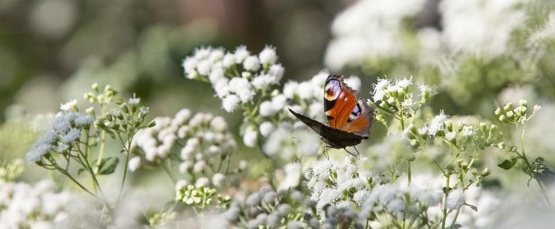 Patrimoine national de Versailles : conservation et transmission aux générations futures