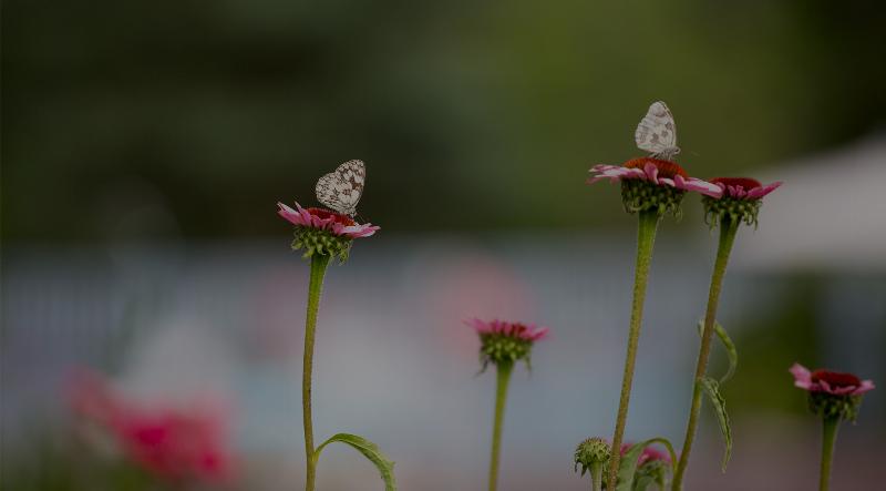 Une famille ou un groupe d'amis partageant un repas convivial dans un restaurant à Clermont-Ferrand, souriants et joyeux, avec plusieurs plats traditionnels auvergnats sur la table