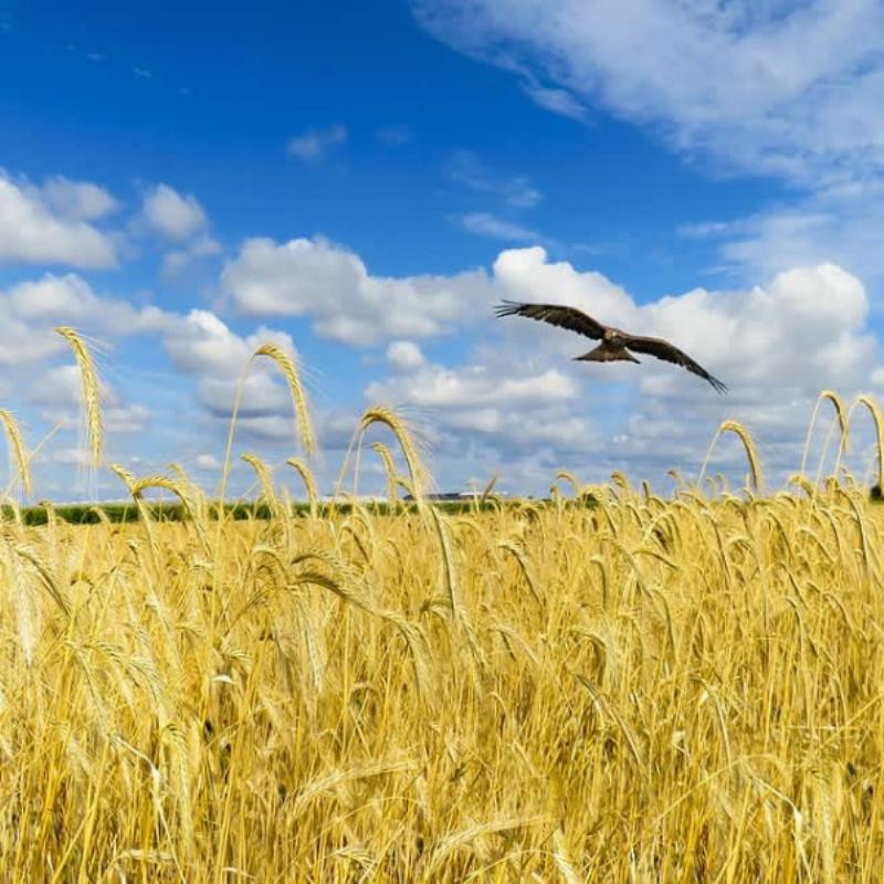 Gros plan sur une statue XXL de bouledogue anglais, peinte dans des couleurs vives, placée devant une entrée de maison moderne.
