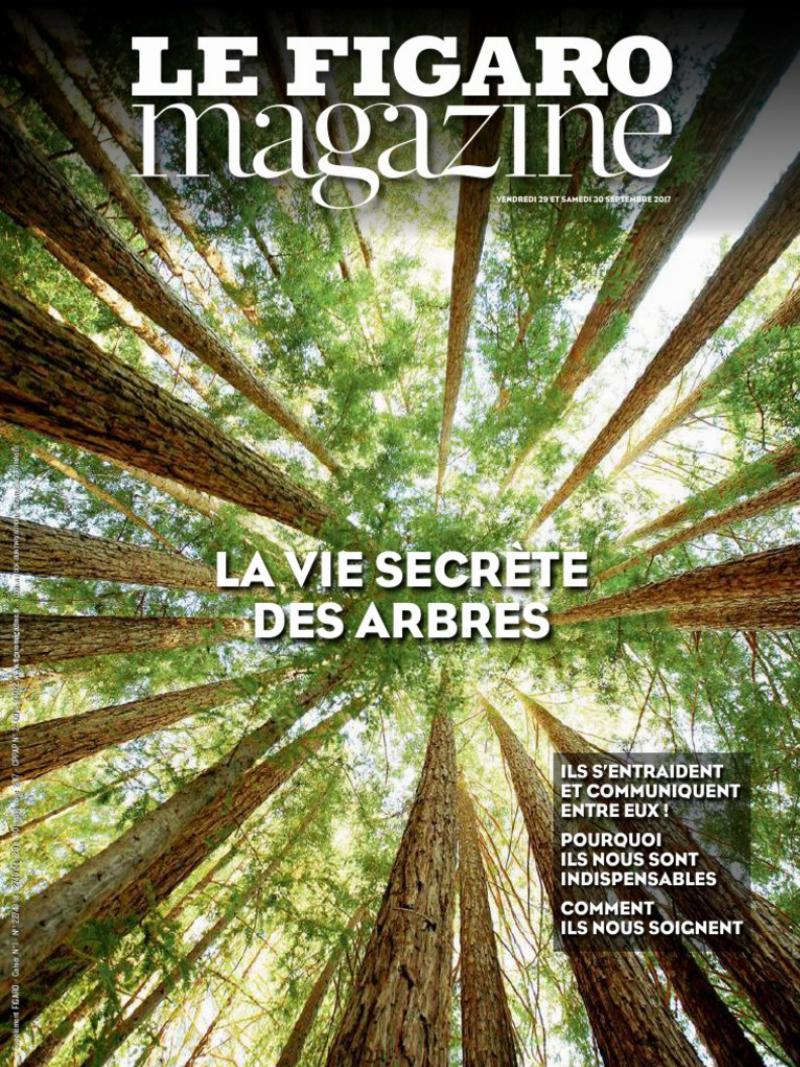 Comparaison de tailles et finitions des statues gorille Orlinski, montrant la diversité des prix