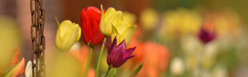 Une collection de statues hippopotames de jardin de différentes tailles et couleurs, dans un style moderne et ludique, symbolisant la personnalisation de l'espace extérieur.