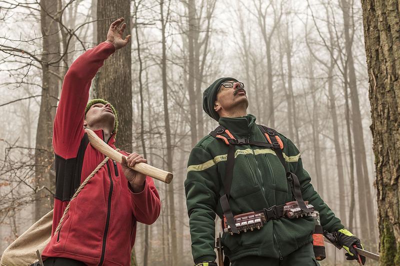 Le Temps des Cathédrales Notre Dame de Paris