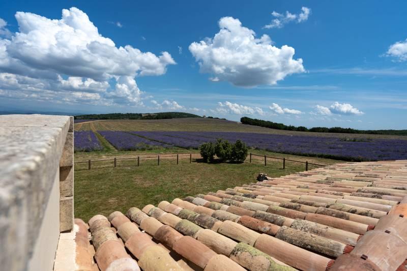Aquarelle d'un paysage de Provence, champs de lavande et mas ancien