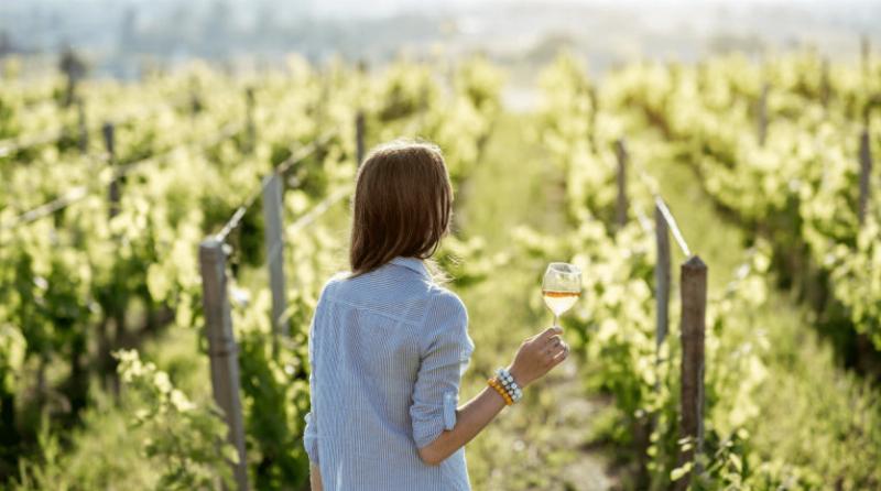 Vignoble de Bourgogne avec dégustation de vin, expression de l'art de vivre